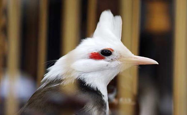 Con chim được mệnh danh "Nữ hoàng chào mào" này sở hữu 1 bộ lông có khoảng trắng từ đầu đến yếm. Đồng thời, mắt nó có thêm 1 khoảnh đỏ tạo điểm nhấn vô cùng ấn tượng.

