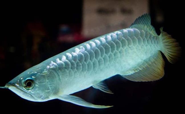 Con cá đắt nhất thế giới là cá rồng Platinum - vua của các loài cá, có giá bán lên tới 400.000 USD (hơn 9,2 tỷ đồng). 
