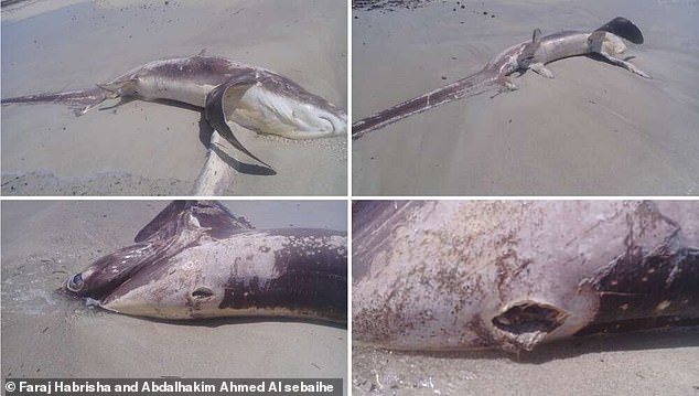 Xác cá mập dài gần 5 mét dạt vào bờ với vết thương chí mạng sau lưng (ảnh Daily Mail)