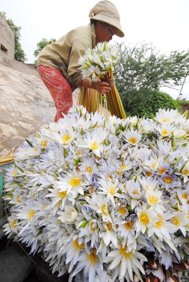 Theo những người trồng, từ một số cụm cây ban đầu, cây hoa súng phát triển và cho sản lượng lớn trong 3 năm có thể mới cần trồng lại.
