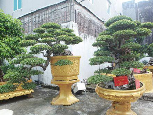 Thị trường - Tiêu dùng - Cặp sanh cổ "mọc ngược" giá 10 tỷ đồng, được coi như "báu vật" của nữ đại gia Phú Thọ