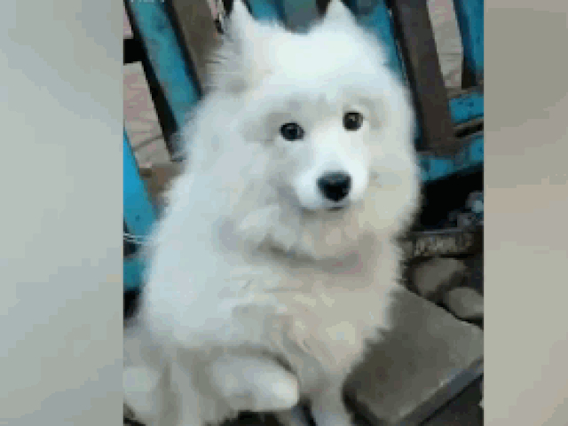 Media - Sắp bị giết thịt, chú chó giơ chân "cầu cứu" người đi đường