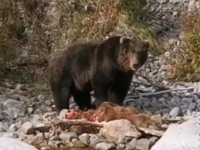 Media - Clip: Gấu đực tàn nhẫn ăn thịt con non, lý do rợn người