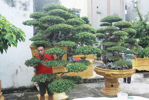 Cây có dáng thế này thường mềm mại uốn cong theo luật hồi đầu tự nhiên, vươn lên từng bậc rất đẹp. Thân, tay cành, bông tán bò qua miệng chậu nhìn như một dòng thác đổ.