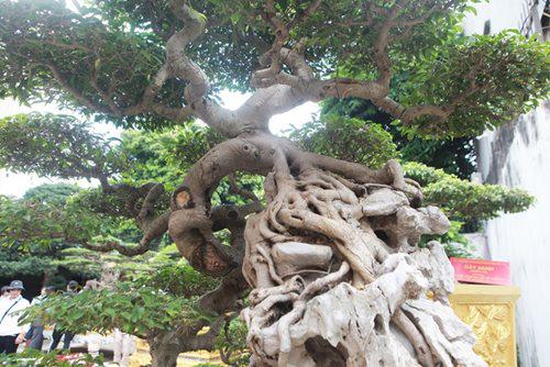 Nữ đại gia cho biết, chị mua cây sanh này ở Huế cách đây hơn 10 năm. Cây được xác định có tuổi đời trên 100 năm, giá trị khoảng 5 tỷ đồng nhưng chị để chơi chứ không bao giờ bán.