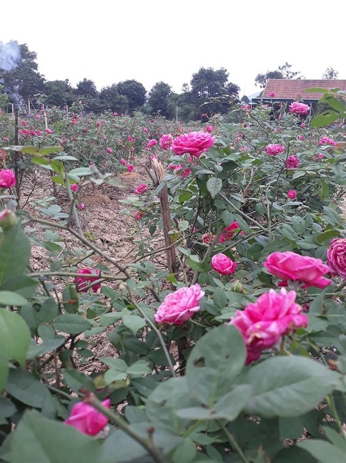 Từ bỏ công việc nhàn nhã ở thành phố, chị Thúy về quê làm kinh tế bằng việc trồng hoa hồng cổ.