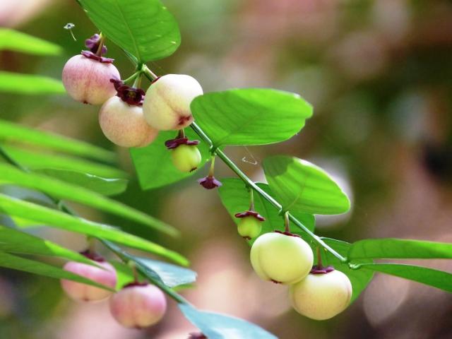 Ẩm thực - Những "đặc sản" tuổi thơ bây giờ loại hiếm có khó tìm, loại ít người biết có thể ăn được