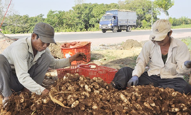 Trồng thử giống cây "bắt đá đẻ ra tiền", nông dân Việt lời to - 5