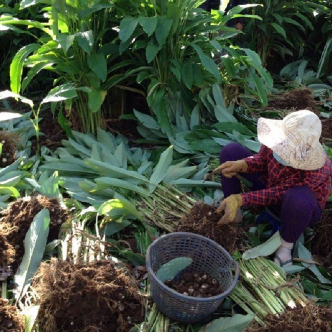 Trồng thử giống cây "bắt đá đẻ ra tiền", nông dân Việt lời to - 1