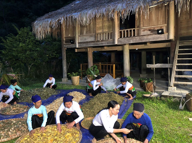 Việt nam là cái nôi thuốc nam của thế giới, trong đó có nhiều dược liệu được xem là “vàng xanh” của con người