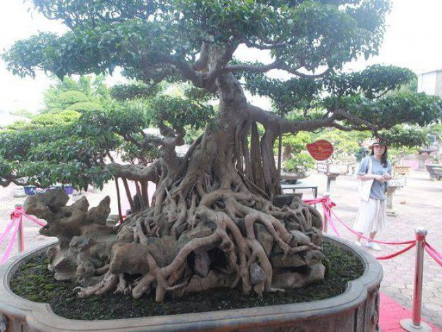 Thị trường - Tiêu dùng - Ngắm cây sanh giá 6 tỷ khiến giới chơi cây cảnh "sửng sốt"