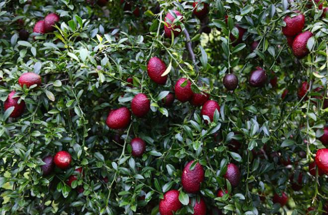 Chanh đỏ hay còn gọi là chanh máu có tên gọi Red Lime hoặc Blood Lime được trồng nhiều, cho năng suất cao và đem lại giá trị kinh tế lớn ở Australia.