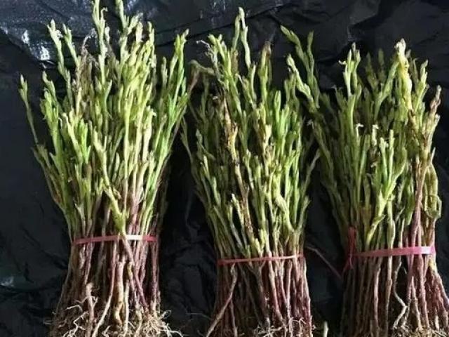 Thị trường - Tiêu dùng - Giống "cỏ lửa" nhìn như măng tây, giá 1kg lên tới bạc triệu