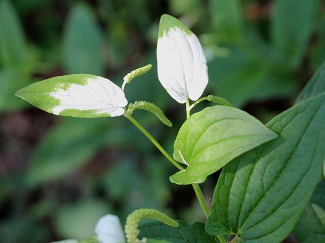 Ẩm thực - Những loại rau dại không chỉ ngon còn tốt như "thần dược", bạn biết được mấy loại?