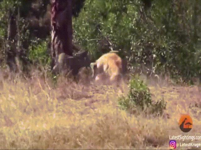 Phi thường - kỳ quặc - Video: Định làm "ngư ông đắc lợi", linh cẩu vô tình cứu sống linh dương khỏi tay báo đốm