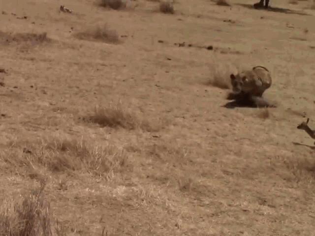 Media - Đảo chân "bẻ lái" khét lẹt, linh dương biến sư tử thành trò cười