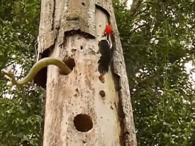 Media - Chim gõ kiến tấn công rắn lục "khủng" để cướp lại tổ và cái kết