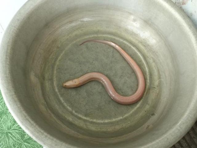 Media - Nông dân miền Tây bắt được lươn lạ trắng toàn thân dài nửa mét