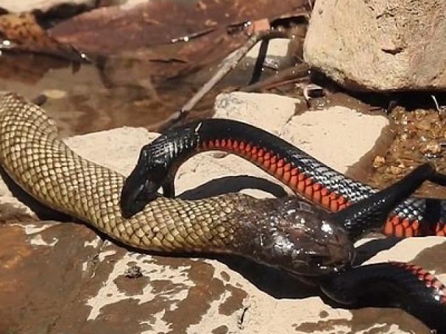 Media - Đại chiến với con rắn tí hon, "mãng xà bụng đỏ" nhận cái kết bi đát