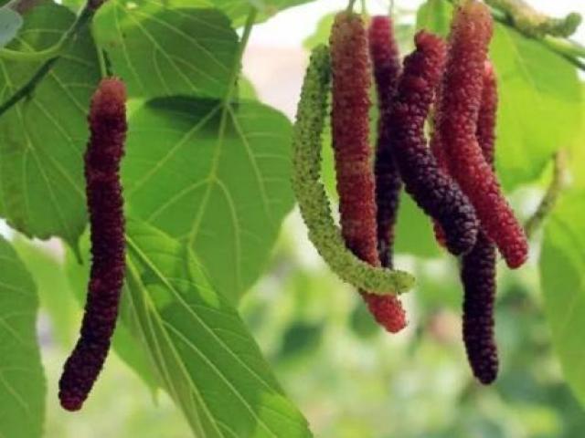 Thị trường - Tiêu dùng - Quả "ớt mọc mụn" kỳ lạ, trả hơn trăm nghìn 1 kg mới bán