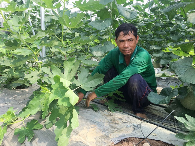 Đây là quả sung Mỹ hay còn gọi là vả Tây. Ở Việt Nam có người đã trồng thành công, bán cả cây giống và quả, thu lãi tới 10 triệu đồng/tháng.
