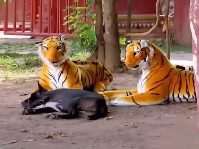 Cười 24H - Những màn "trêu chó" đỉnh cao của các thanh niên bá đạo