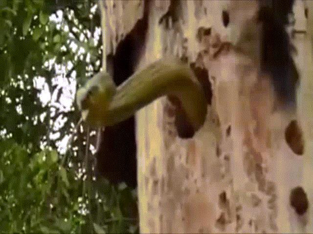 Phi thường - kỳ quặc - Video: Phát hiện rắn lục ngang nhiên chiếm tổ, chim gõ kiến điên cuồng đánh đuổi kẻ xâm lược