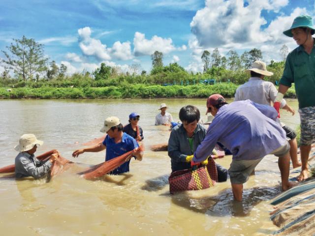 Kinh doanh - Dòng tiền kinh doanh của “vua tôm” Minh Phú âm hơn 800 tỷ đồng