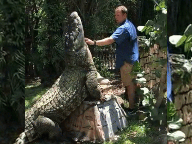 Người đàn ông thoải mái gãi cổ cá sấu khổng lồ và lý do phía sau