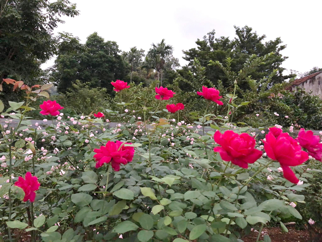 Chị nói tiếp: “Mới cuối năm ngoái, tôi mới bán sản phẩm nước hoa hồng. Vì nhận được nhiều đơn đặt hàng, tôi cứ làm suốt để bán. Khách hàng khắp nơi đặt mua, lại giới thiệu thêm bạn bè”.
