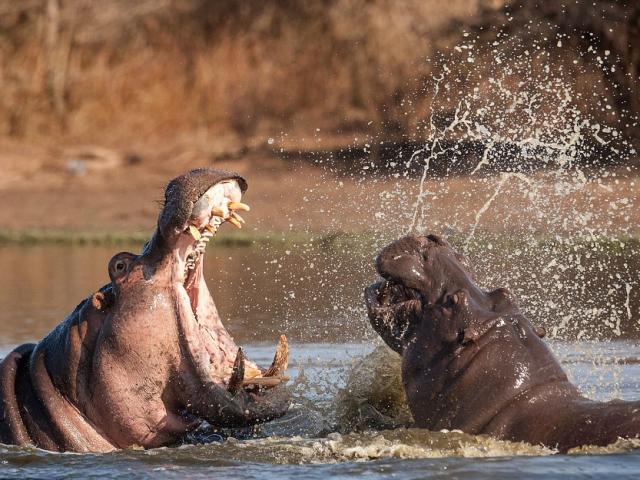 Media - Đại chiến hà mã già chiếm lãnh thổ, "lính trẻ" nhận cái kết đau đớn