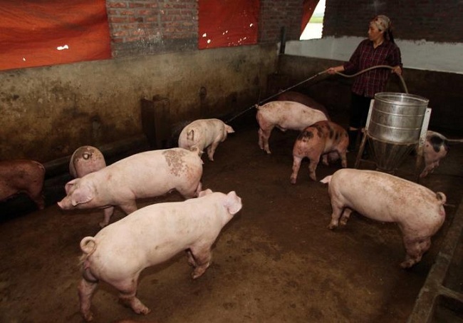 Nhiều hộ chăn nuôi phải bán tháo đàn vì xuất hiện lợn bệnh chưa rõ nguyên nhân