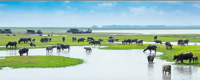 Lòng Hồ mùa nước cạn- Tác giả Trịnh Thế Hùng