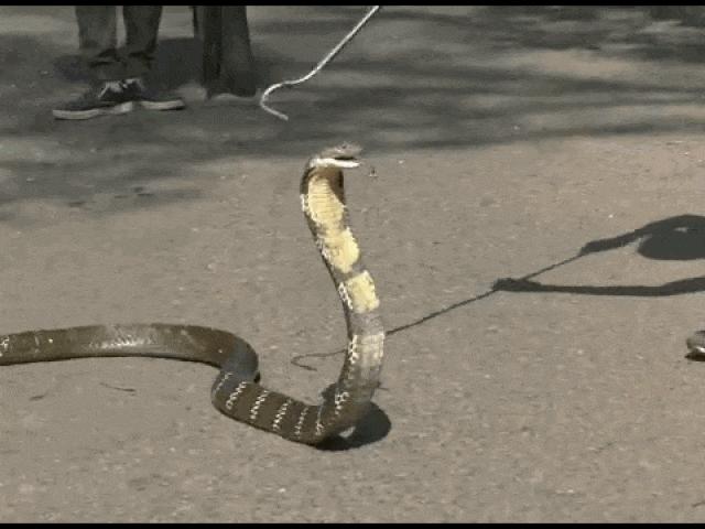 Media - Rắn hổ mang chúa "khổng lồ" bị tóm sống trước cổng trường học