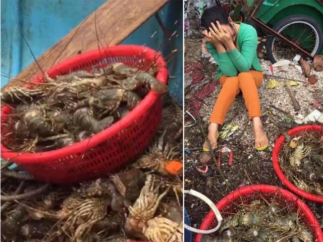 Người dân Phú Yên ôm mặt khóc vì tôm hùm chết hàng loạt sau bão số 12