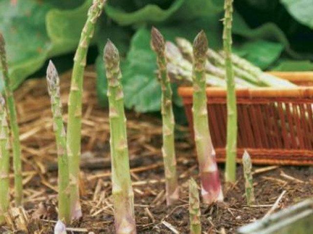 Ẩm thực - Trồng măng tây trong chậu tại nhà, măng tây lớn vù vù ai cũng làm được