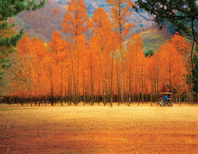 Đảo Nami đẹp quyến rũ trong sắc thu vàng