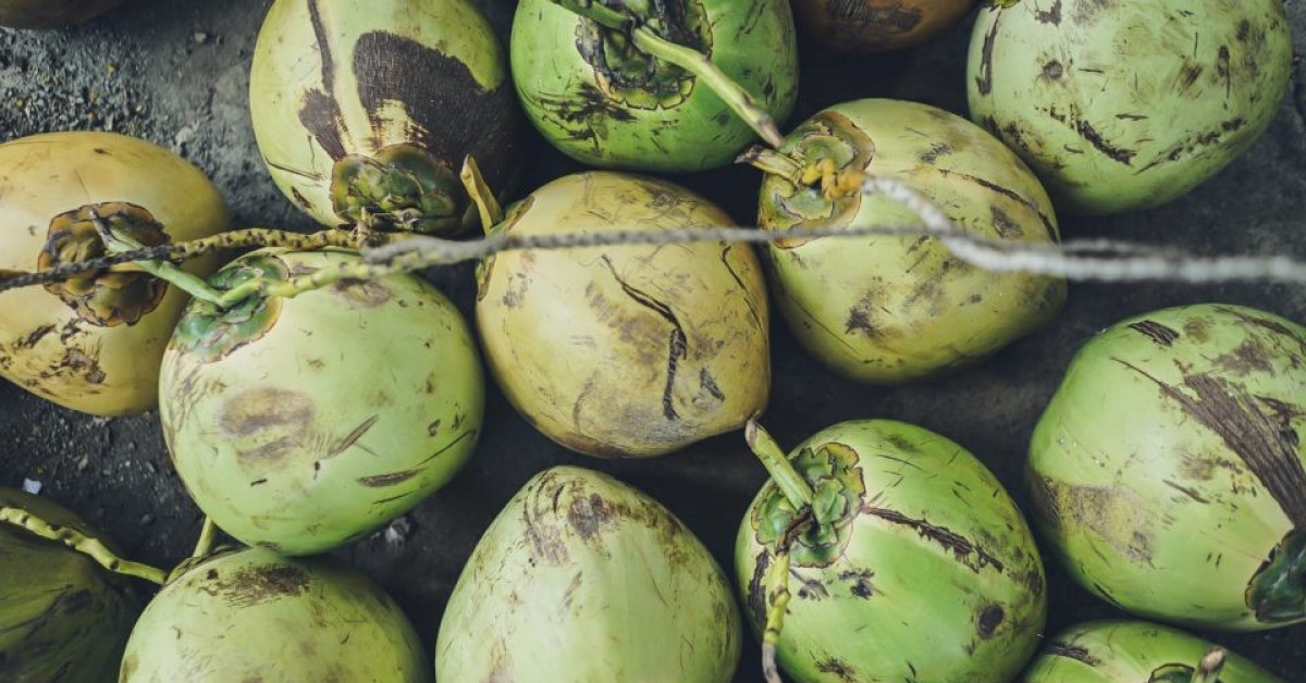 Theo giá thị trường, mỗi quả dừa được định giá khoảng 5.000 Rupiah Indonesia (tương đương khoảng hơn 8.000 VNĐ) - Ảnh minh hoạ: Unsplash