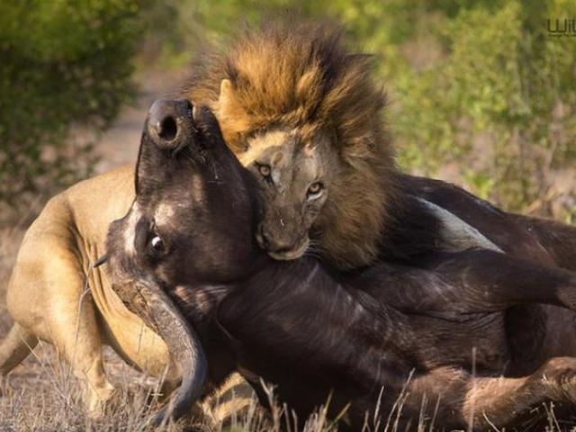 Media - Liều mình chiến cả đàn trâu, "vua" sư tử nhận chiến quả lớn