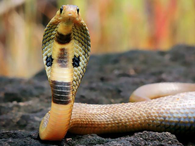 Media - "Mãng xà" khổng lồ bất chợt xuất hiện ở cổng trường khiến người dân khiếp vía