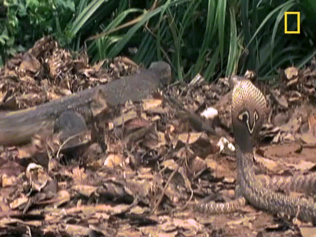 Video: Tranh ăn trứng, rắn hổ mang đối đầu kỳ đà monitor và cái kết bất ngờ