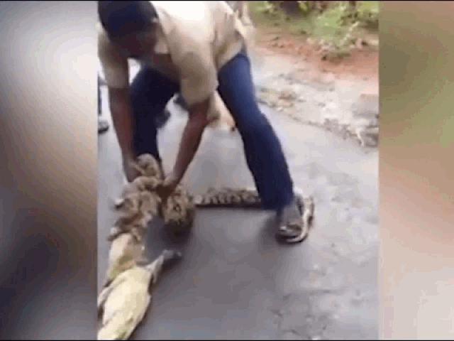 Media - Người đàn ông dùng tay bóp cổ "trăn khủng" để đòi lại vật nuôi
