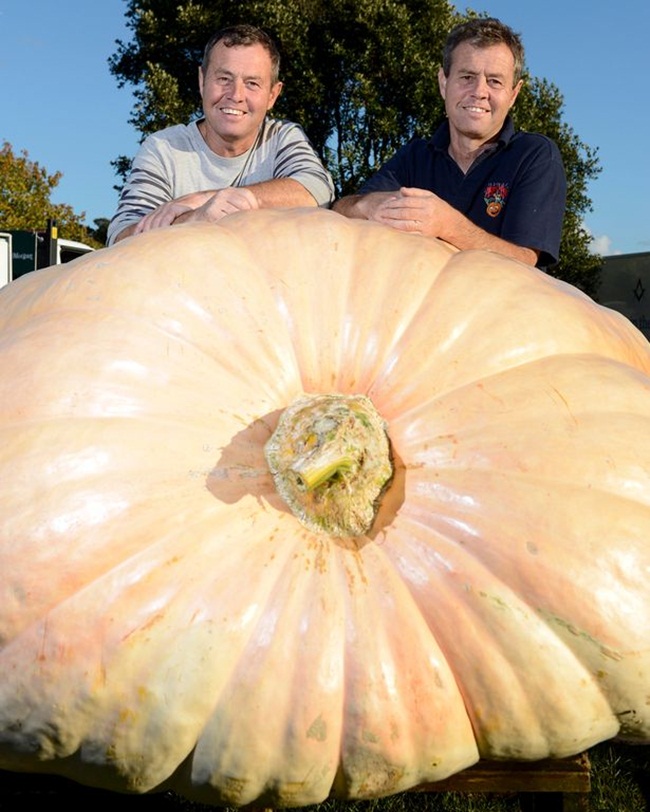 Hai anh em chụp bên quả bí ngô từng đạt kỷ lục với trọng lượng gần 1000kg (1 tấn).
