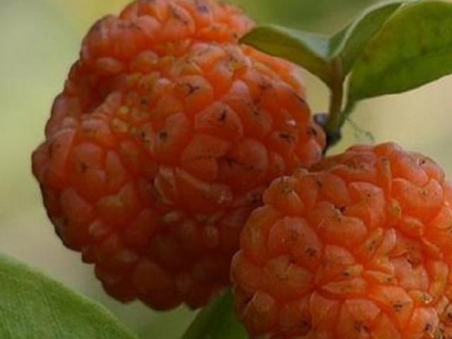 Thị trường - Tiêu dùng - Quả nhìn như bộ não, mọc hoang mà giá gần 200 nghìn/kg