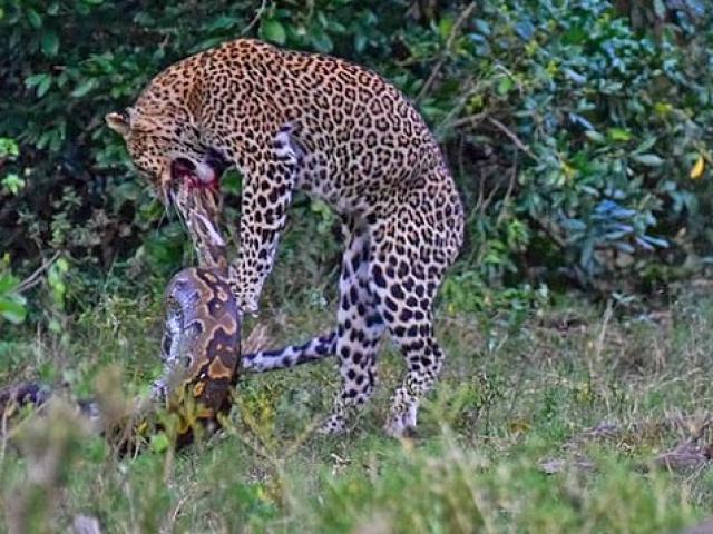 Media - Hèn nhát trước "mãng xà", báo hoa mai hụt con mồi béo bở