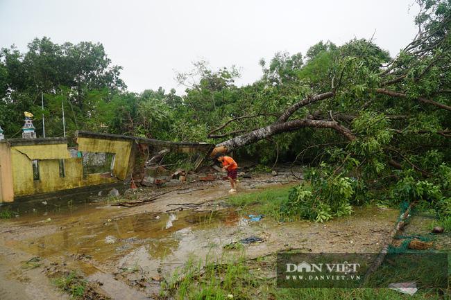Bão số 13 quật ngã nhiều cây xanh ở vùng Nam của thị xã Ba Đồn (tỉnh Quảng Bình)