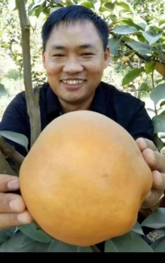 Loại quả này có tới 4 vị, giá gần 400 nghìn/quả vẫn ùn ùn người mua - 5