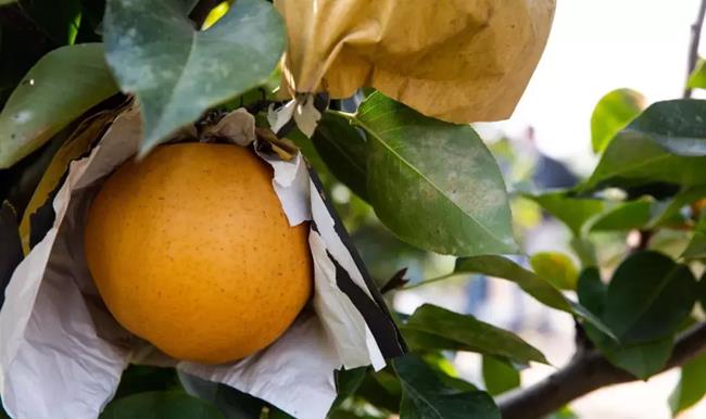 Cận cảnh trái kim quả