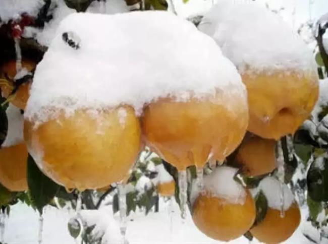 Loại quả này có tới 4 vị, giá gần 400 nghìn/quả vẫn ùn ùn người mua - 3