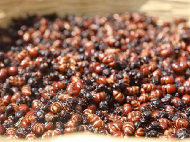 Lạ lùng đặc sản kiến mông to có cái bụng bự đầy trứng, thơm ngon như hạt lạc